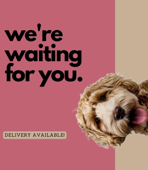 pet shop banner